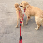 4' Nylon Double Dog Leash One Drag Braided Tangle For Walking and Training