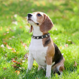 Spike Studded Leather Collars for Cool Cats and Dogs