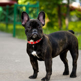 Spike Studded Leather Collars for Cool Cats and Dogs