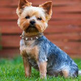 Spike Studded Leather Collars for Cool Cats and Dogs