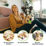 Dog Toy Interactive Ball