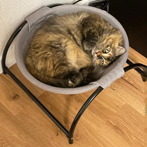 Luxury Hammock Bed for Cat Kitten Pet. Various Colors Available